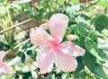 Pink Frangipani,Pink Plumeria, temple Tree, Graveyard Tree Royalty Free Stock Photo