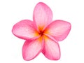 Pink Frangipani Plumeria