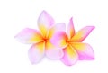 Pink frangipani plumeria flower isolated on white Royalty Free Stock Photo