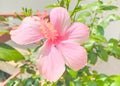 Pink Frangipani,Pink Plumeria, temple Tree, Graveyard Tree Royalty Free Stock Photo