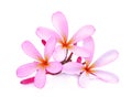 Pink frangipani or plumeria tropical flowers