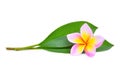 Pink frangipani or plumeria tropical flowers with green leaves