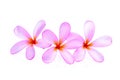 Pink frangipani or plumeria tropical flowers isolated Royalty Free Stock Photo