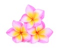 Pink frangipani or plumeria tropical flowers isolated Royalty Free Stock Photo