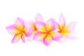 Pink frangipani or plumeria tropical flowers isolated Royalty Free Stock Photo