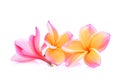 Pink frangipani or plumeria tropical flowers isolated Royalty Free Stock Photo