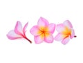 Pink frangipani or plumeria tropical flowers isolated on white Royalty Free Stock Photo
