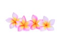 Pink frangipani or plumeria tropical flowers isolated on white Royalty Free Stock Photo