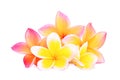 Pink frangipani or plumeria & x28;tropical flowers& x29; isolated Royalty Free Stock Photo