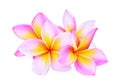 Pink frangipani or plumeria & x28;tropical flowers& x29; isolated Royalty Free Stock Photo