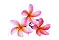 Pink frangipani tropical flower, plumeria, Lanthom, Leelawadee Royalty Free Stock Photo