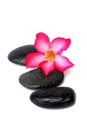 Pink Frangipani With Zen Stone Royalty Free Stock Photo