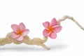 Pink Frangipanis and Driftwood Royalty Free Stock Photo
