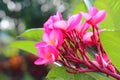 Pink Frangipanis flower