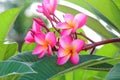 Pink Frangipanis flower Royalty Free Stock Photo