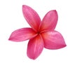 Pink frangipanis or Plumeria isolated on the white background. a pink plumeria have five petals.