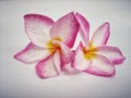 Pink frangipanis or Plumeria isolated on the white background. a pink plumeria have five petals.