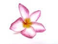 Pink frangipanis or Plumeria isolated on the white background. a pink plumeria have five petals.