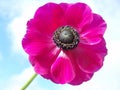 Pink french anemone