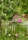 Pink French roses and common foxglove flowers growing and blossoming in lush green garden with white picket fence Royalty Free Stock Photo