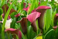 Pink fresh calla lilly flowers Royalty Free Stock Photo