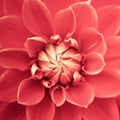 Pink fresh dahlia flower macro photo. Picture in color emphasizing the light pink colors and yellow highlights