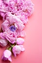 pink fresh fragrance roses around pink background. romantic and beauty concept