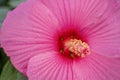 Pink fresh hibiscus flower with pollen yellow pistil with raindrops or dew drops Royalty Free Stock Photo