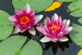 Pink fresh lotus blossom or water lily flower blooming on pond Royalty Free Stock Photo