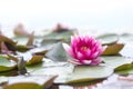 Pink fresh open water lily, Nymphaeaceae, on lake