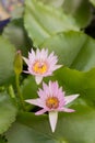 Pink fresh open water lily, Nymphaeaceae, on lake. Nature, lotus. Royalty Free Stock Photo