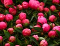 Pink fresh peony flowers bouquetes