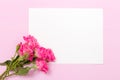 Pink fresh rose branches and white paper card - empty space for text isolated on pastel background. Royalty Free Stock Photo