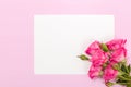 Pink fresh rose branches and white paper card - empty space for text isolated on pastel background. Royalty Free Stock Photo