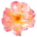 Pink fresh rose flower close up isolated Royalty Free Stock Photo