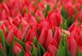 Pink fresh tulip flowers bouquetes