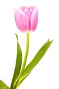 Pink fresh tulip over white