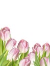 Pink fresh tulips on white. EPS 10