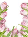 Pink fresh tulips on white. EPS 10