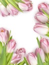 Pink fresh tulips on white. EPS 10