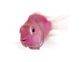 Pink fresh water fish, isolated