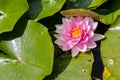 Pink fresh water lily. Love Valentines day background email invitation