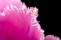 Pink Fringed Tulip on Black Background