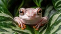 Pink frog on green leaves Royalty Free Stock Photo