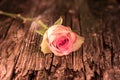 Pink Frosted White Rose On Antique Wood Royalty Free Stock Photo