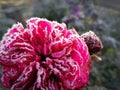 Pink Frozen Flower