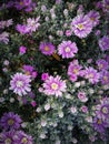 Pink Frozen flowers