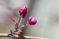 Pink fruit tree buds open in spring Royalty Free Stock Photo