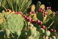 Pink fruits of cactuses Royalty Free Stock Photo