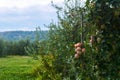 Pink fruits ripen on a tree in an apple plantation